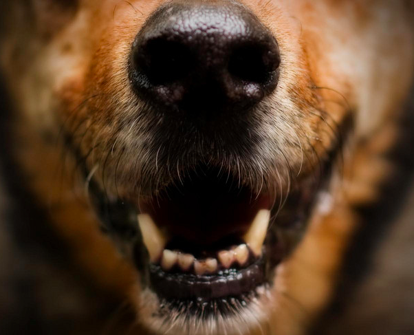 Cleaning Your Dog’s Teeth Is Important Too!