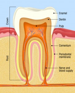 Anatomy Of A Tooth — Do You Know What’s Inside?