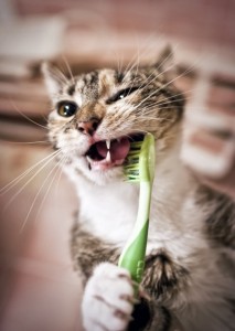 Do Cats Need Their Teeth Cleaned?