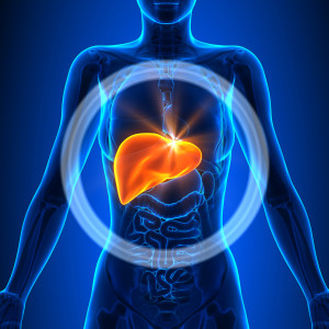 Liver - Female Organs - Human Anatomy